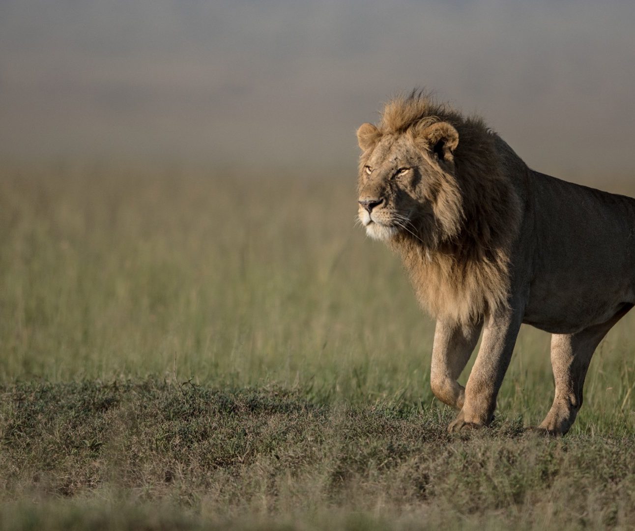 A majestic lion walking through the savannah