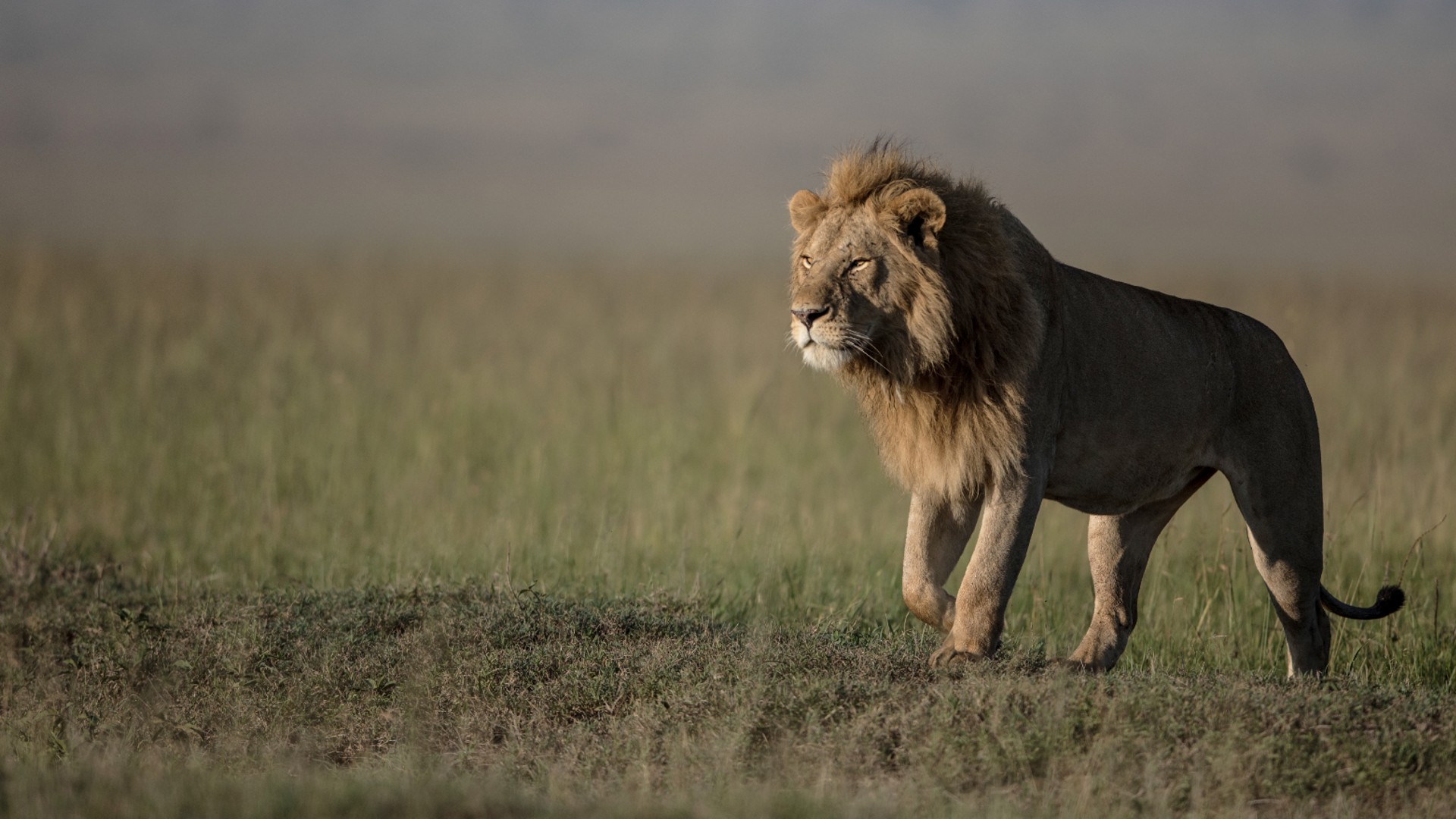 A majestic lion walking through the savannah