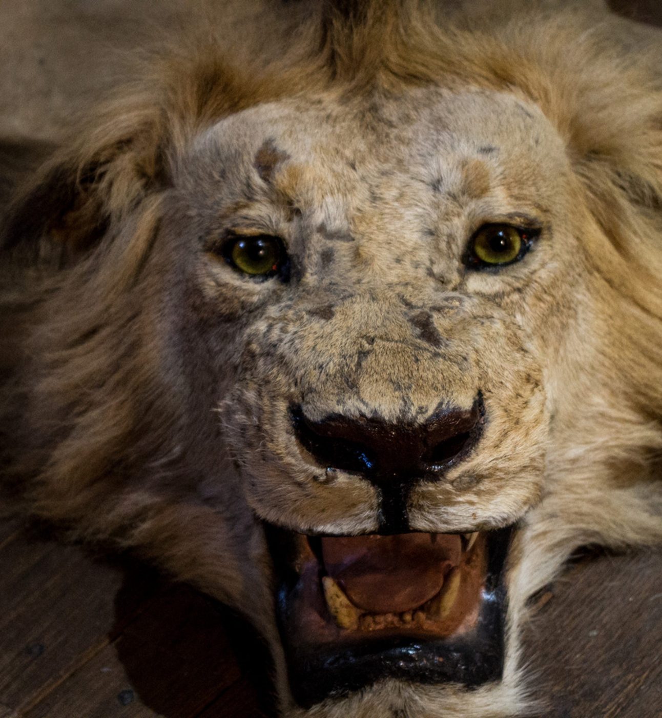 The head of a dead lion