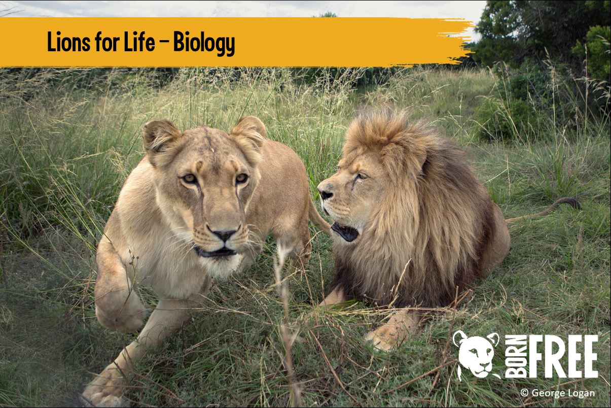 A lion and lioness lying in the long grass