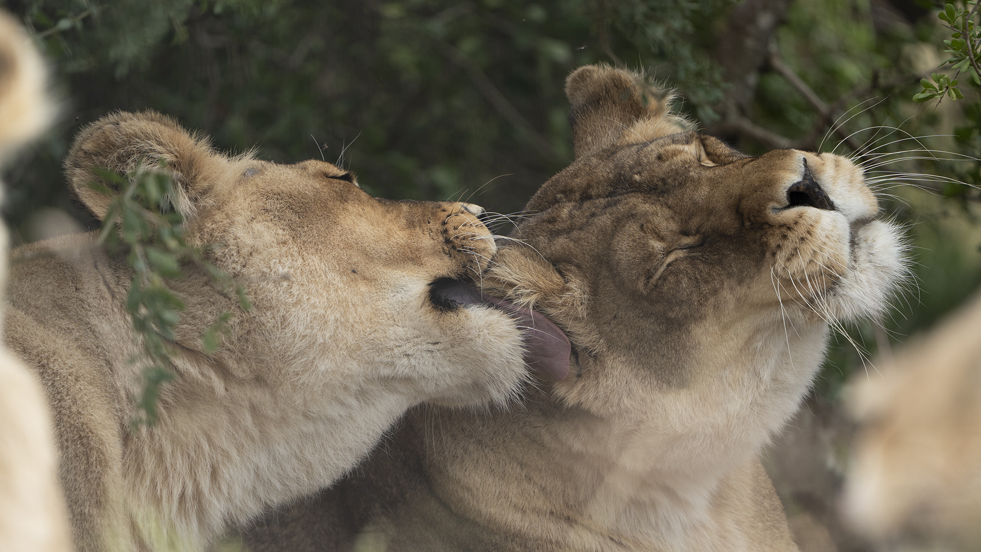A female lion licking the face of another lion