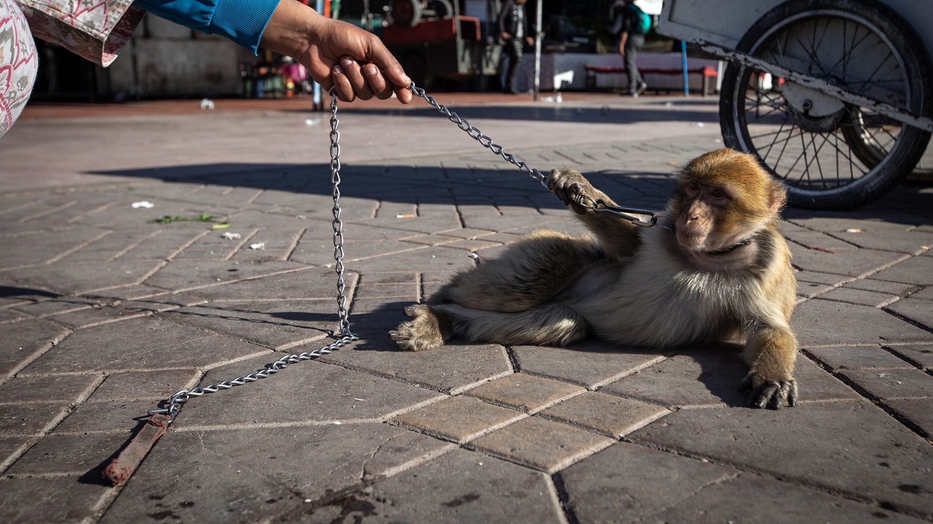 A macaque lies on paved ground with a chain around it's neck, with a human hand holding the chain
