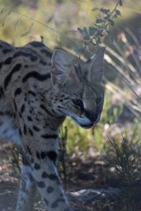 Head and shoulders of a serval, walking past the camera with a focused look