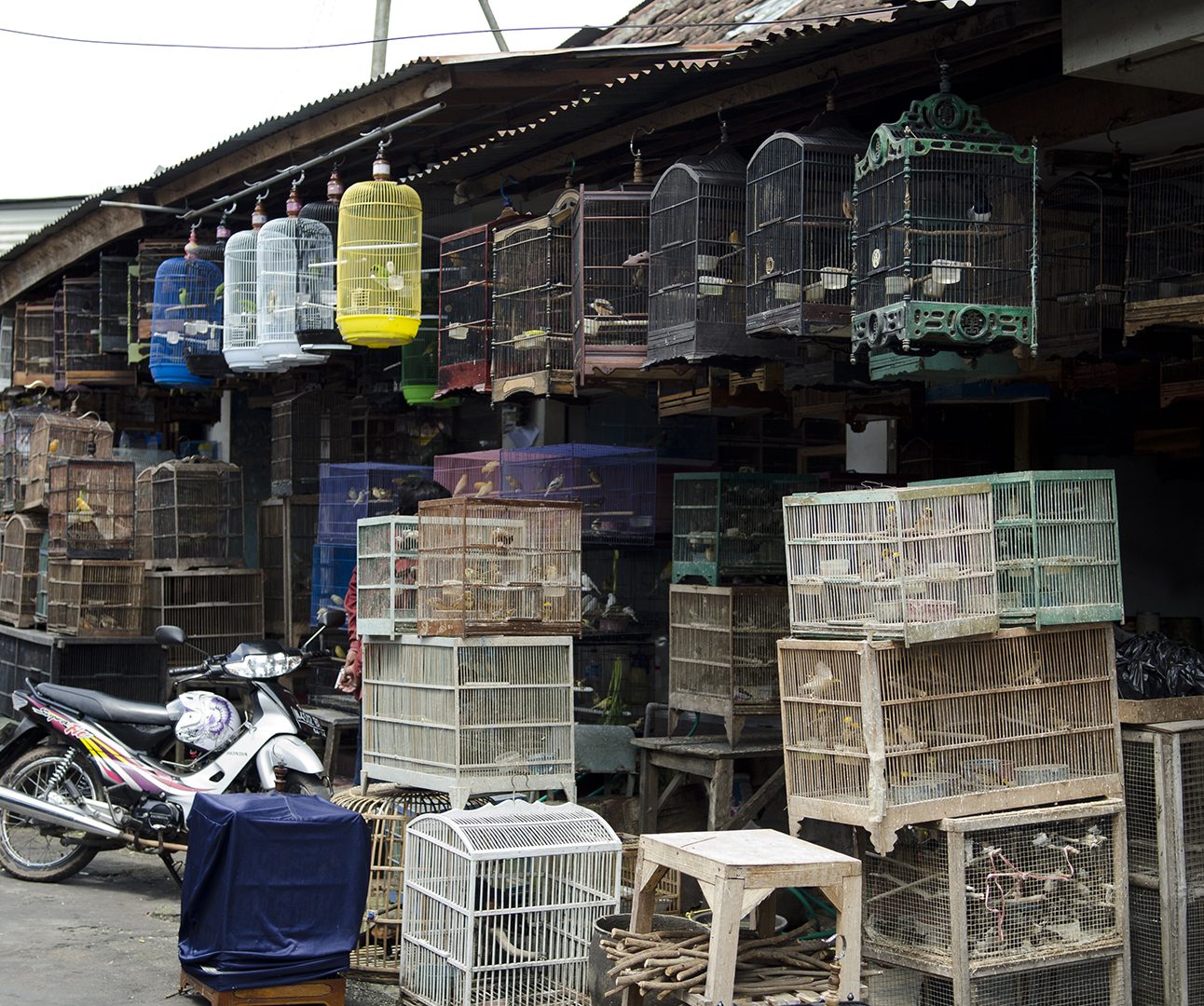 The Malang bird market, lots of cages of birds stacked on top of each other in the street