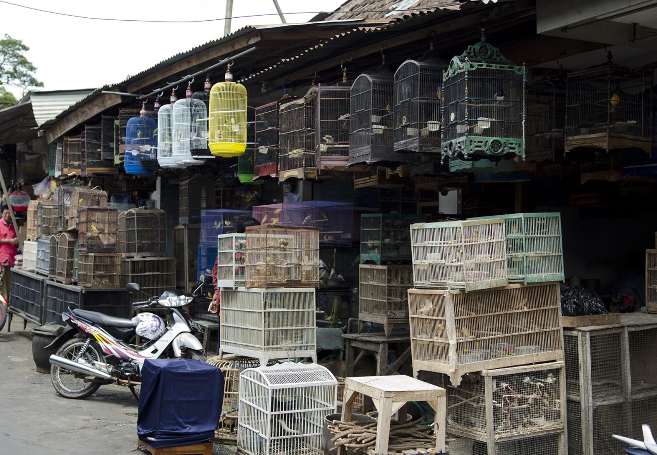 The Malang bird market, lots of cages of birds stacked on top of each other in the street
