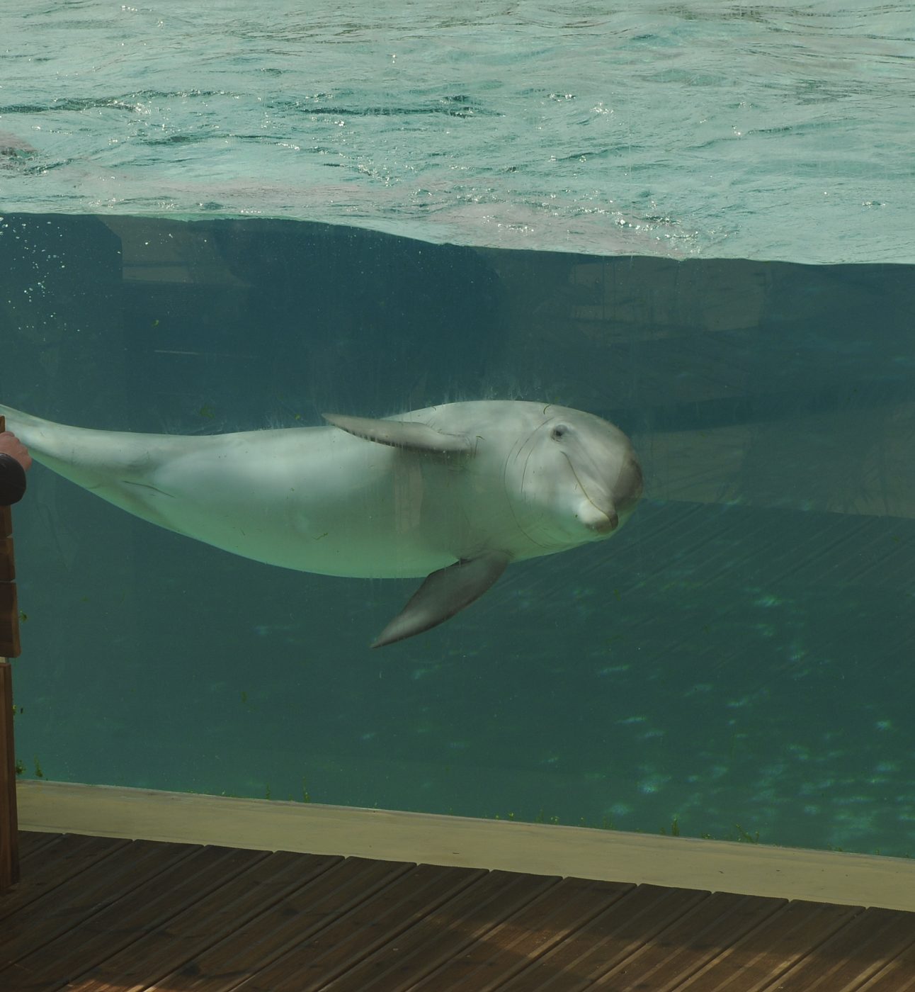 A woman standing next to a dolphin in a shallow glass tank