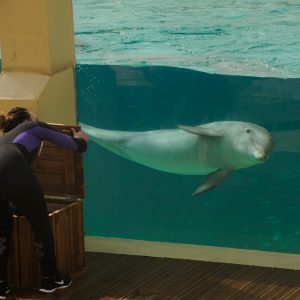 A woman standing next to a dolphin in a shallow glass tank