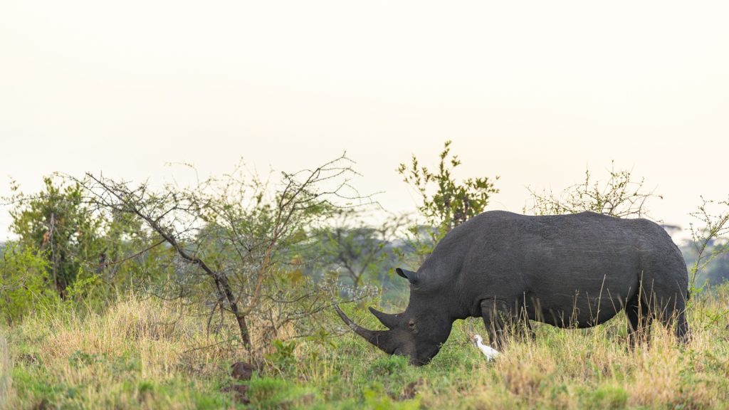 A rhino grazing in the savannah