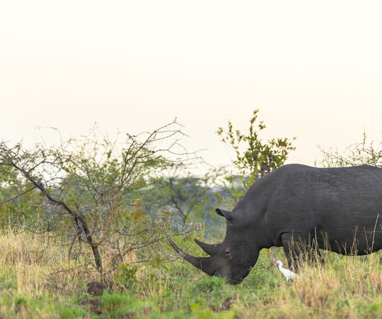 A rhino grazing in the savannah