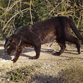 Mowgli, a melanistic leopard also known as black panther walking at Shamwari