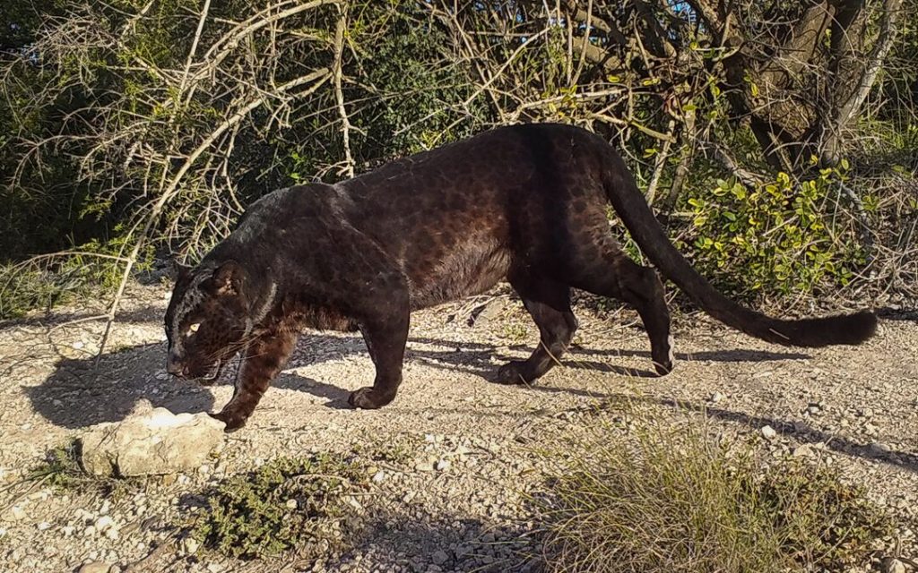 A black melanistic leopard walking with head down