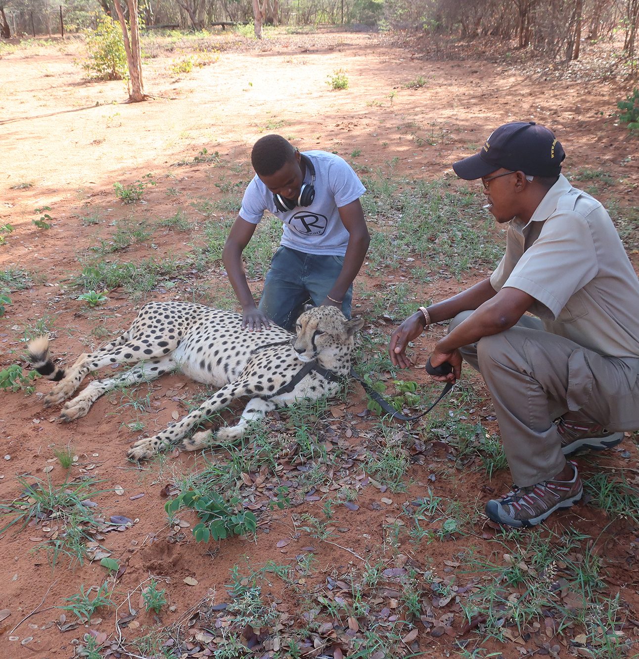 Two men crouch next to a cheetah wearing a collar and leash