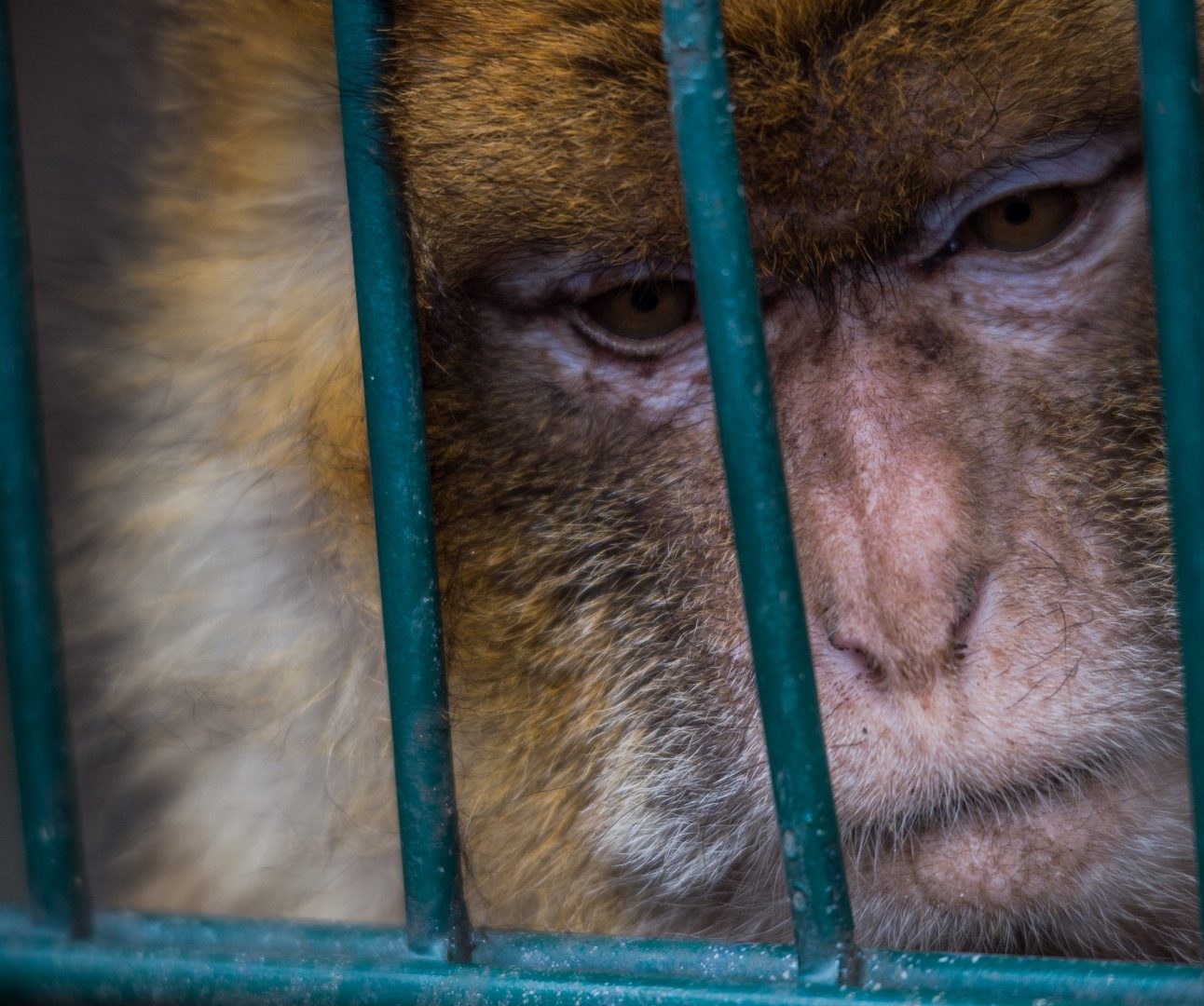 A macaque staring through the bars of a cage