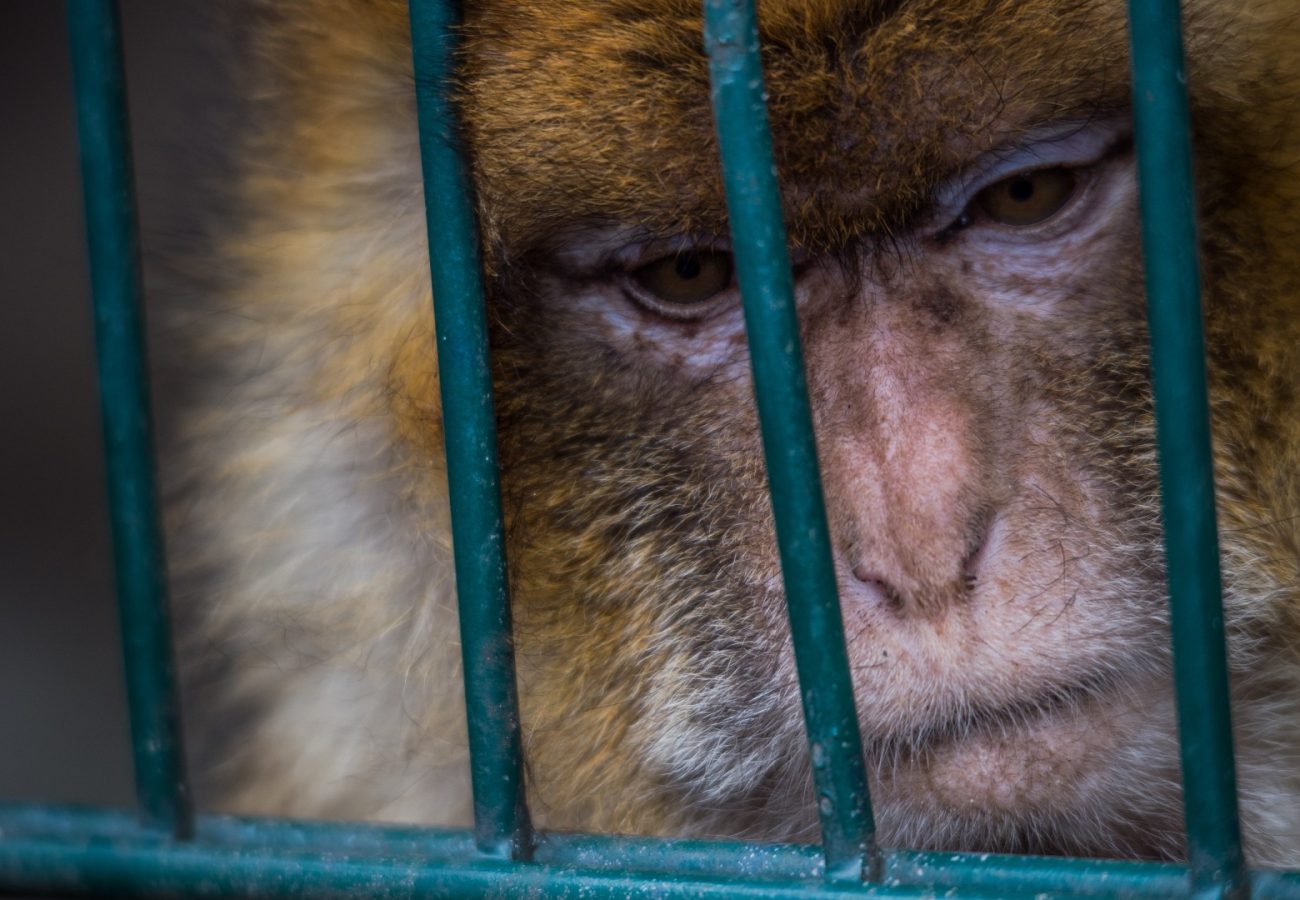 A macaque staring through the bars of a cage