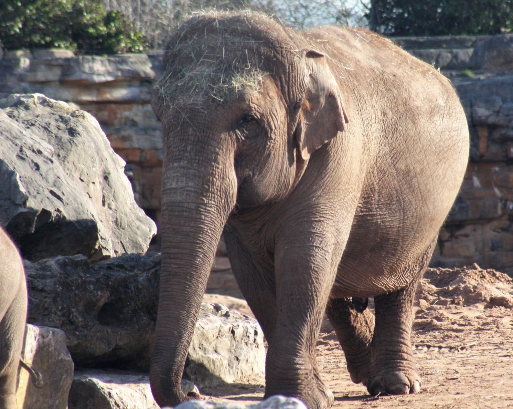 An overweight elephant in a zoo enclosure