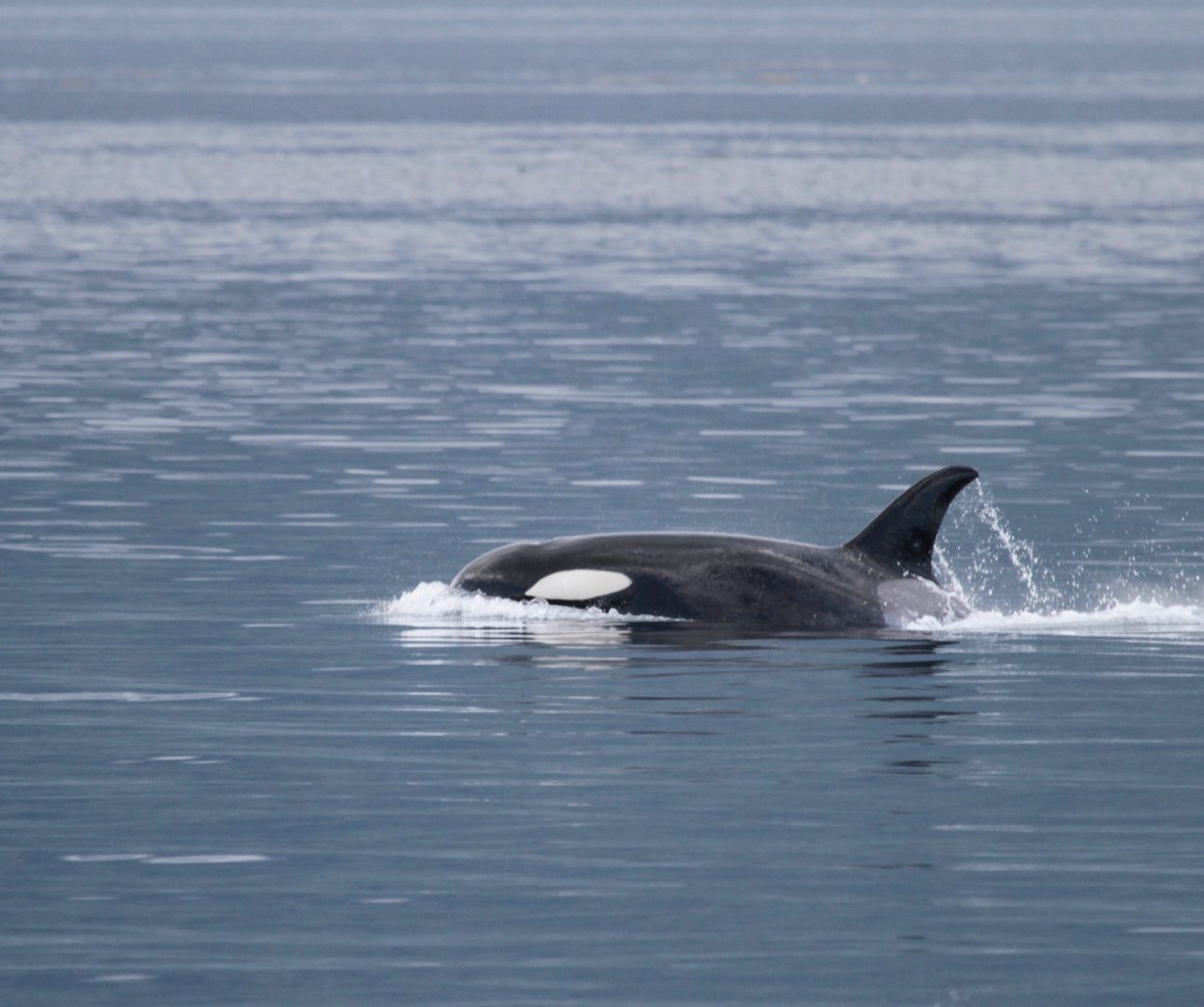 A wild orca swimming in the sea