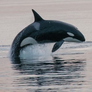 An orca leaps clear of the water