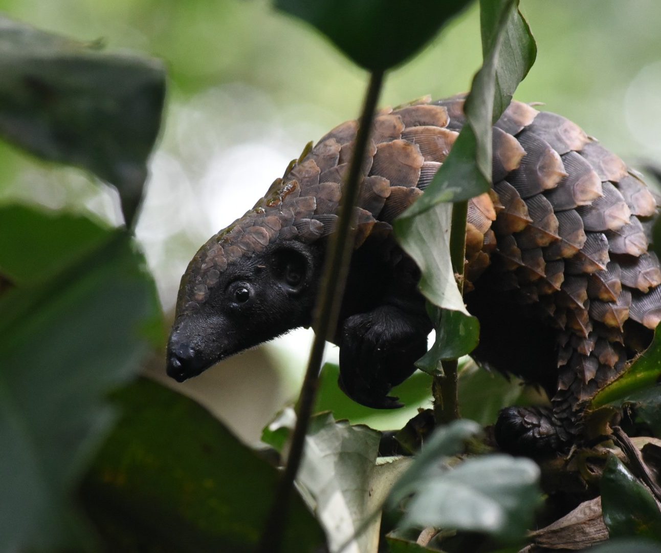 A close-up image of a pangolin in a tree