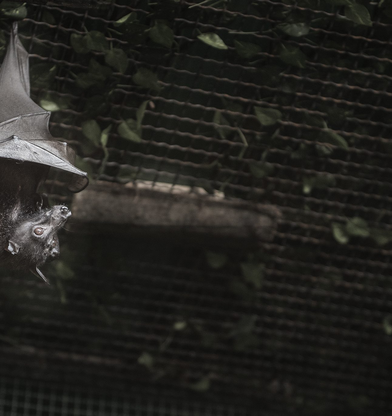 A bat hanging upside down on a wire fence