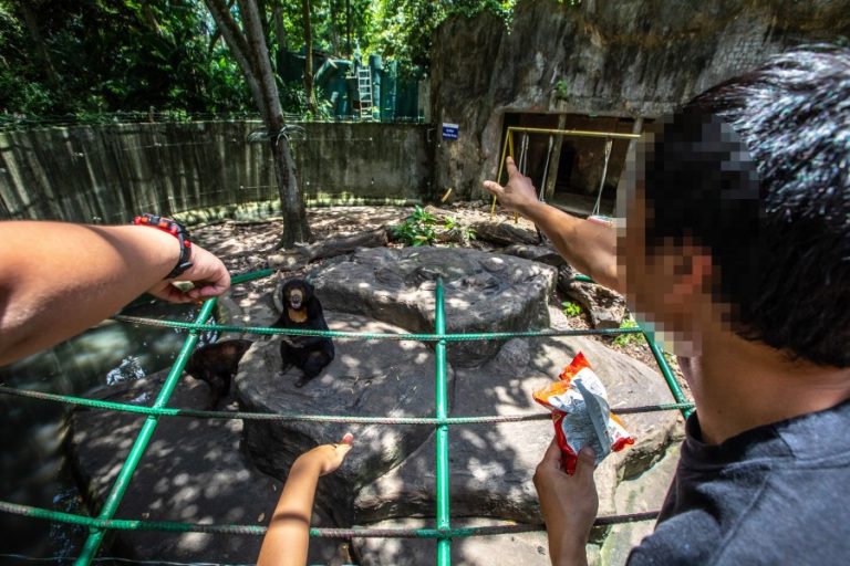 People feeding crisps to sun bears at Saigon Zoo (c) Aaron Gekoski