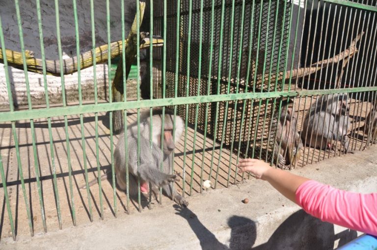People reaching out towards a baboon in a cage at Bitola Zoo (c) Born Free