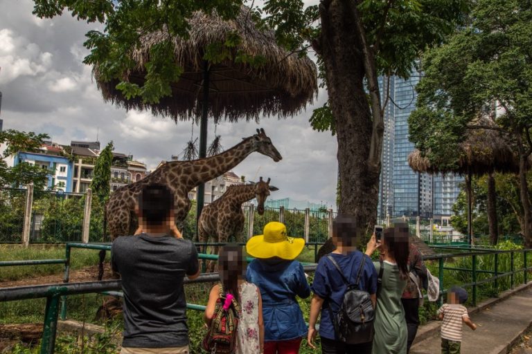 People taking photos of giraffes with skyscraper in background at Saigon Zoo (c) Aaron Gekoski