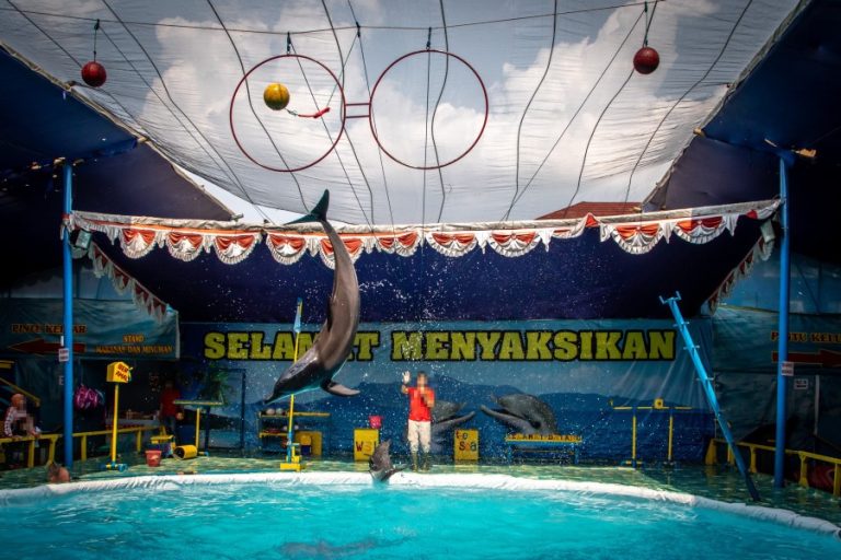 Performing dolphins jumping through hoops at WSI travelling animal show (c) Aaron Gekoski