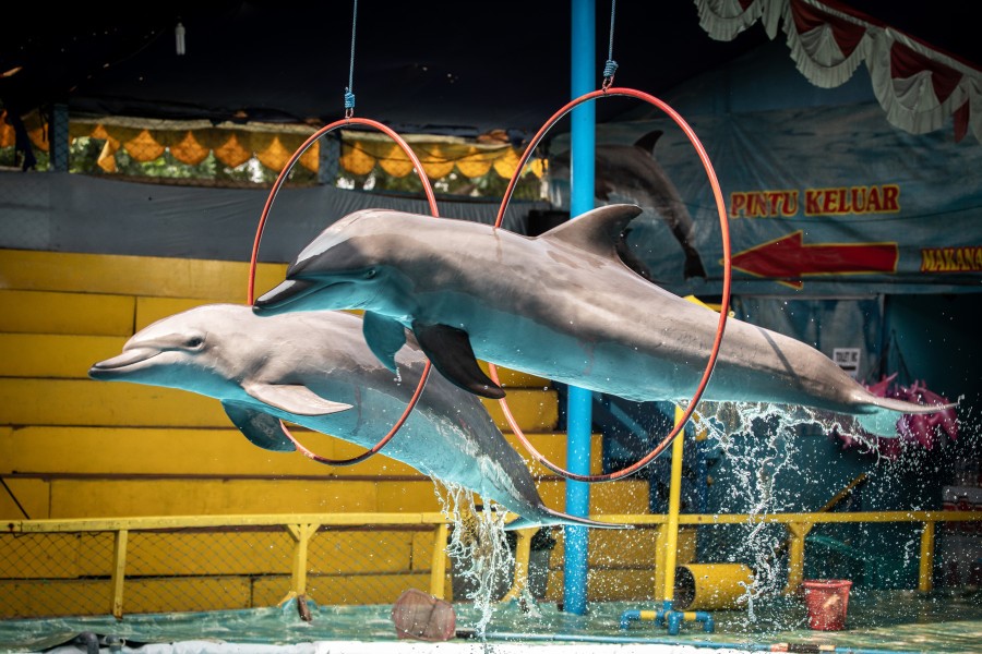 Two dolphins jumping through hoops