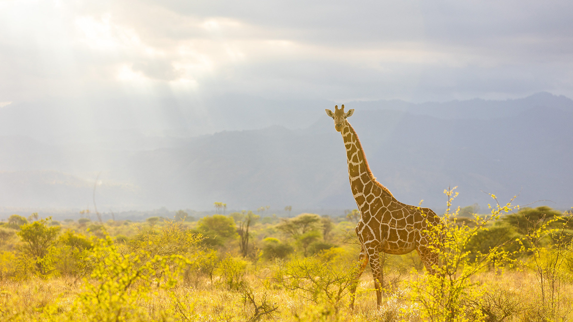 Landscape image of a giraffe with sun breaking through the clouds