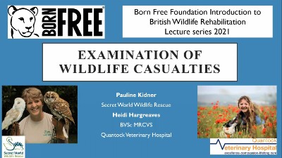 Screenshot of a Powerpoint slide titled 'Examination of Wildlife Casualties'