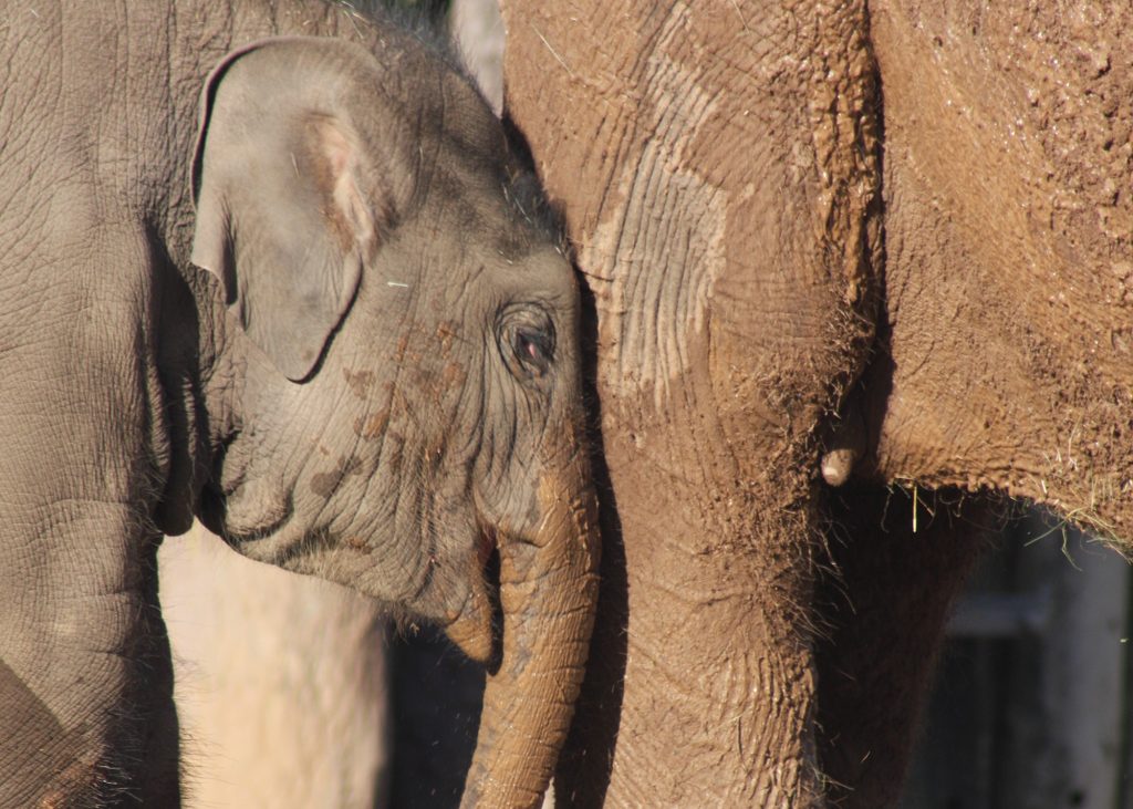 Close of up a baby elephant's head in front of it's mother's body