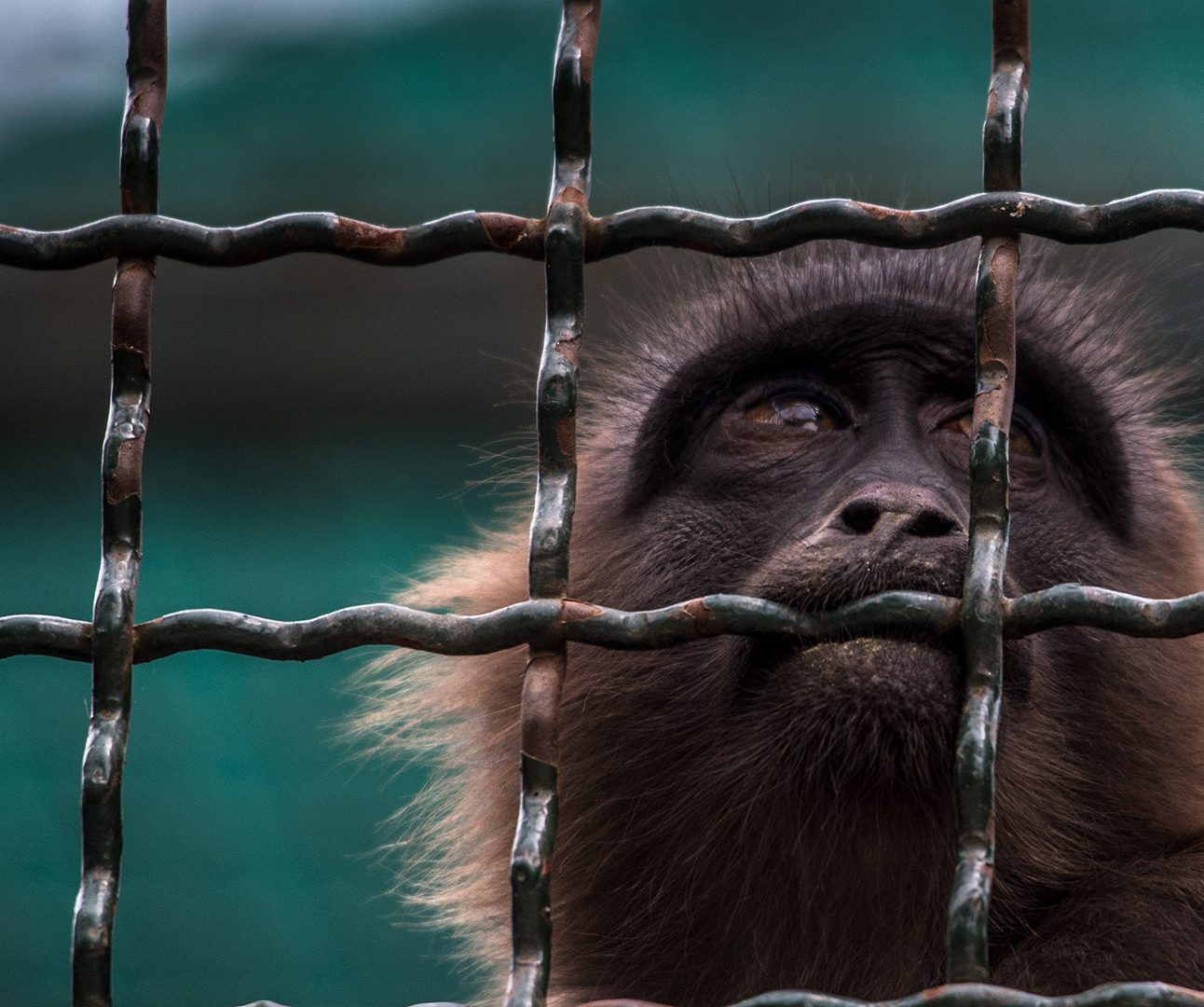 A monkey looks through metal bars