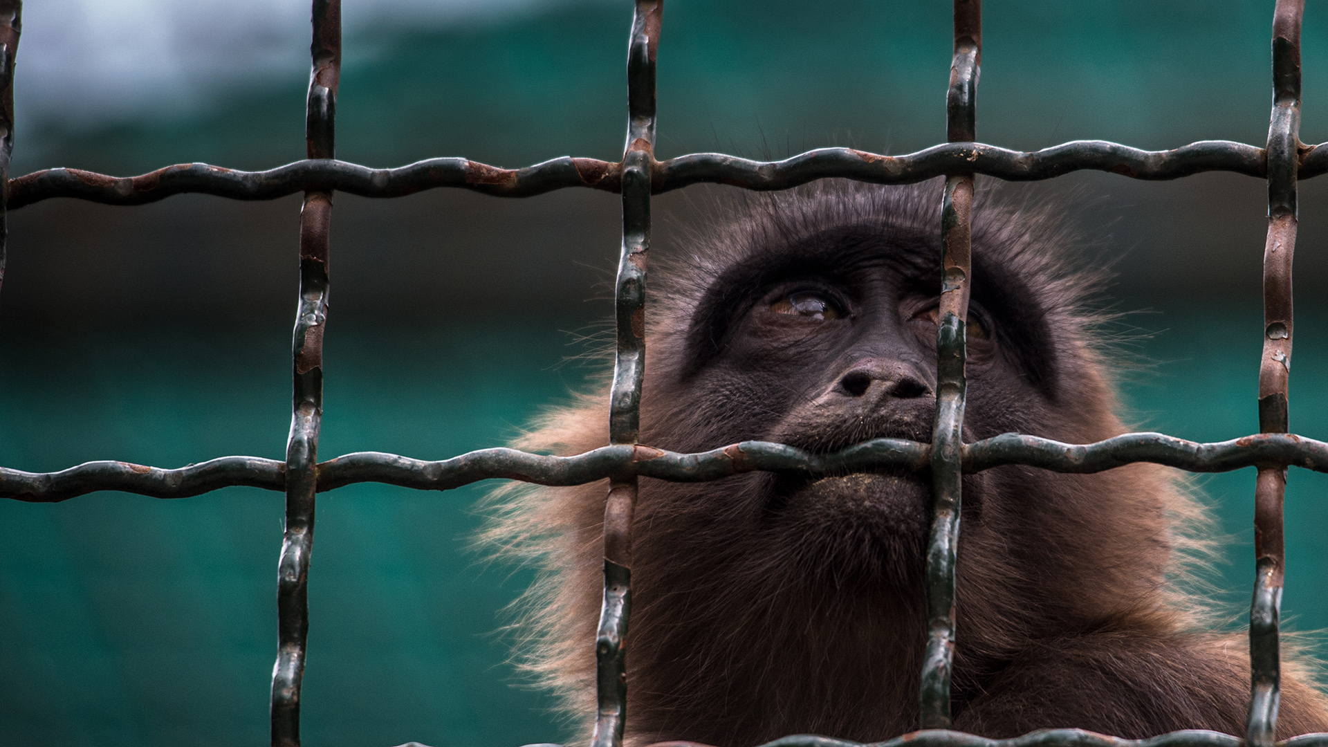 A monkey looks through metal bars