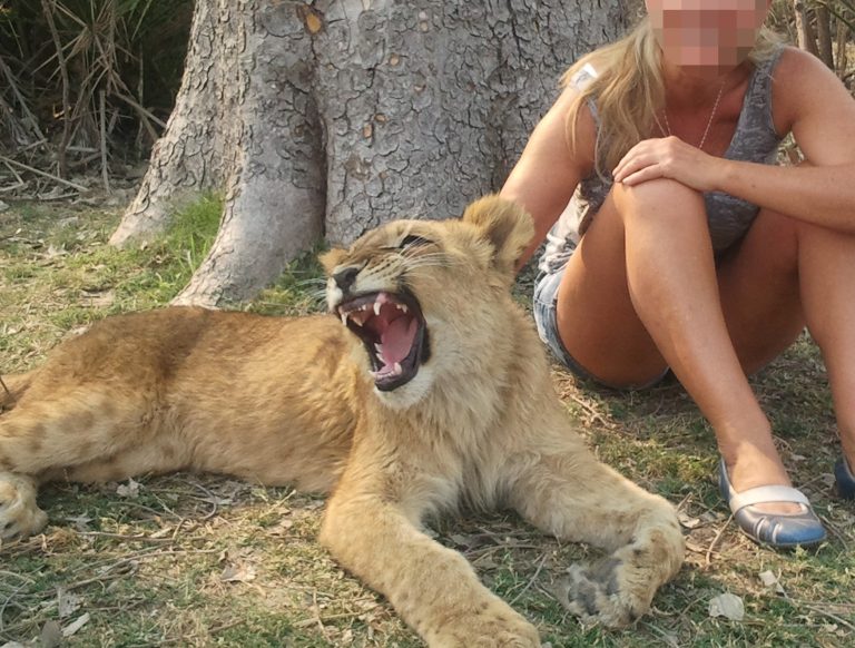 Public interaction with captive bred lion (c) Born Free