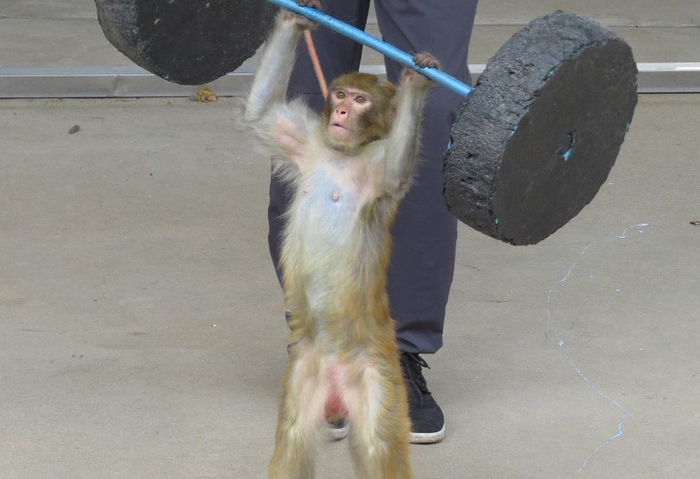A small monkey is lifting a dumbbell above its head