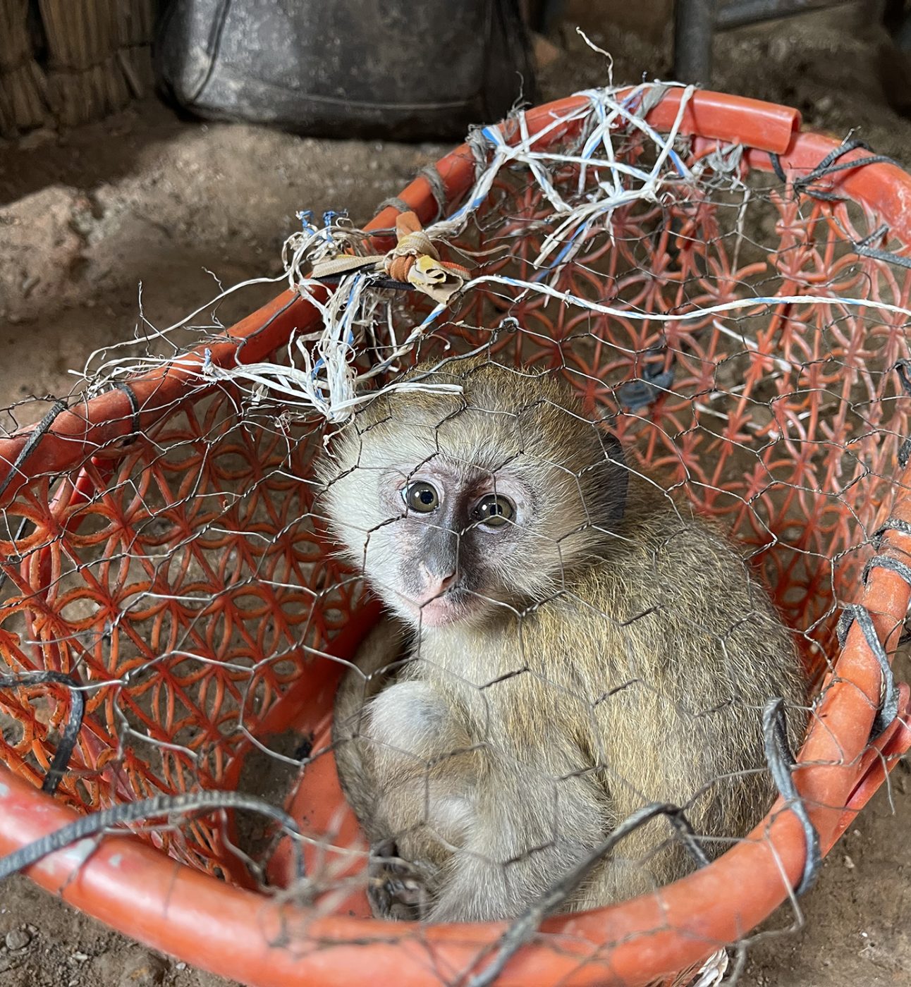 A vervet monkey is sat in a small red basket with netting over the top