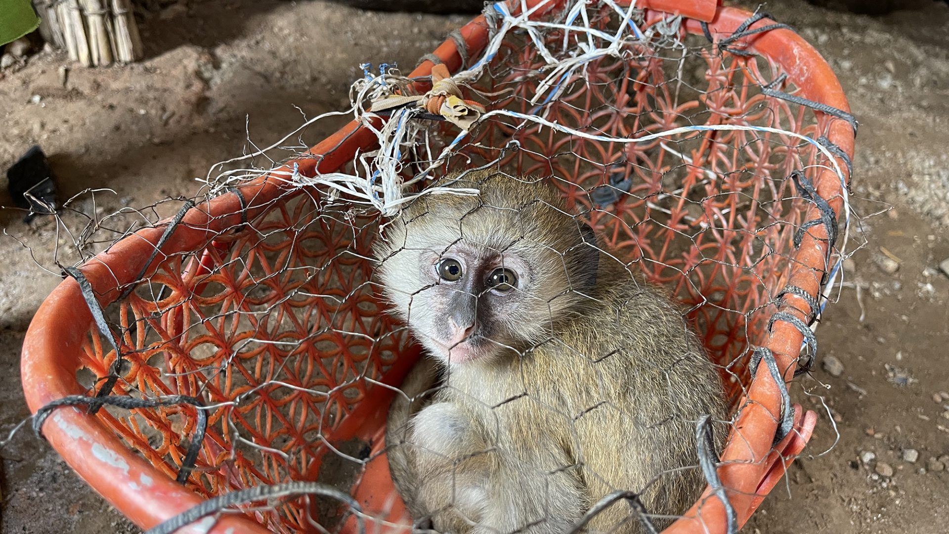 A vervet monkey is sat in a small red basket with netting over the top