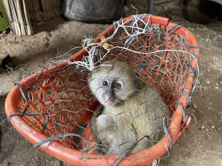 A rescued Vervet Monkey kept in an inadequate space - © GRI
