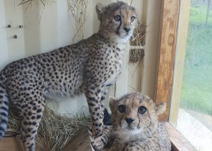 Two cheetah cubs, one standing looking out a window aand one sitting looking at the camera
