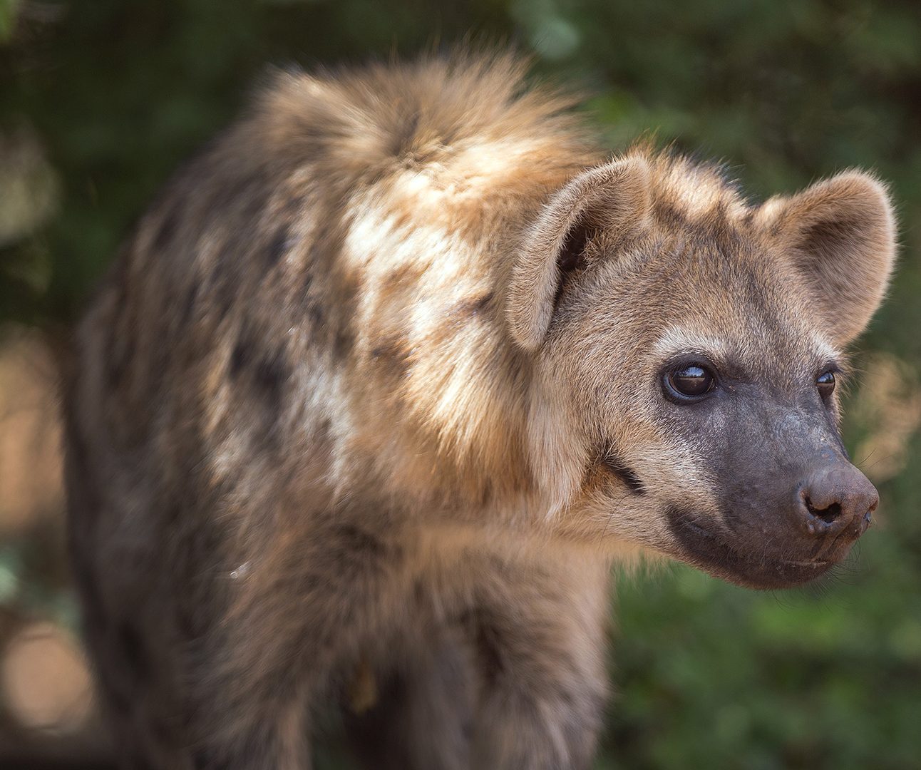 Close up of a hyena walking towards the right of the camera