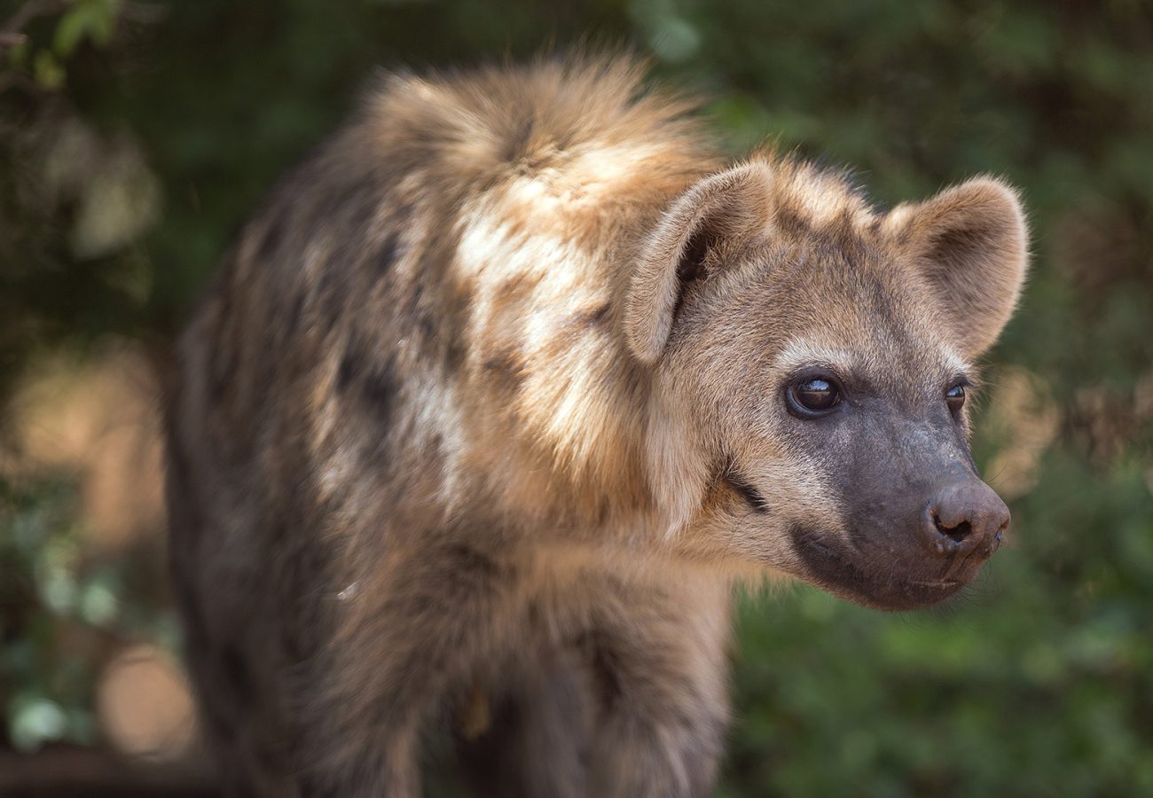 Close up of a hyena walking towards the right of the camera