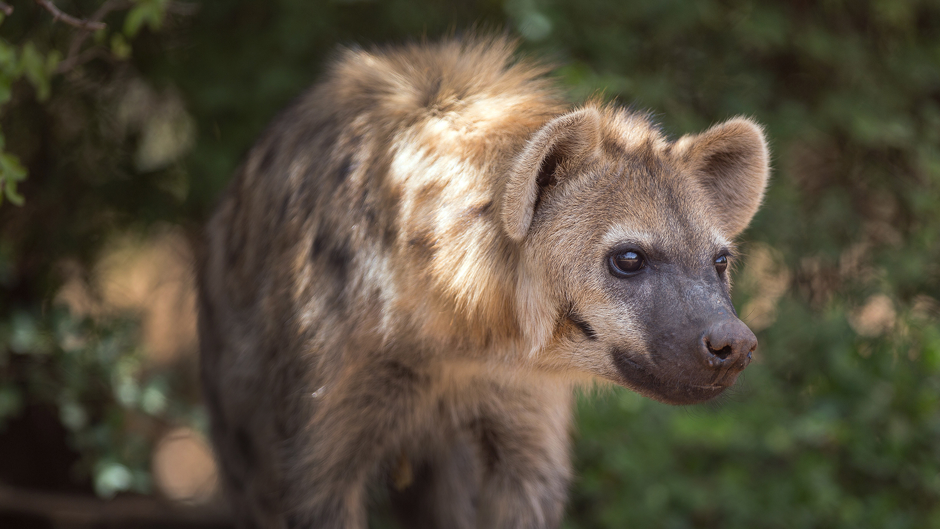 Close up of a hyena walking towards the right of the camera