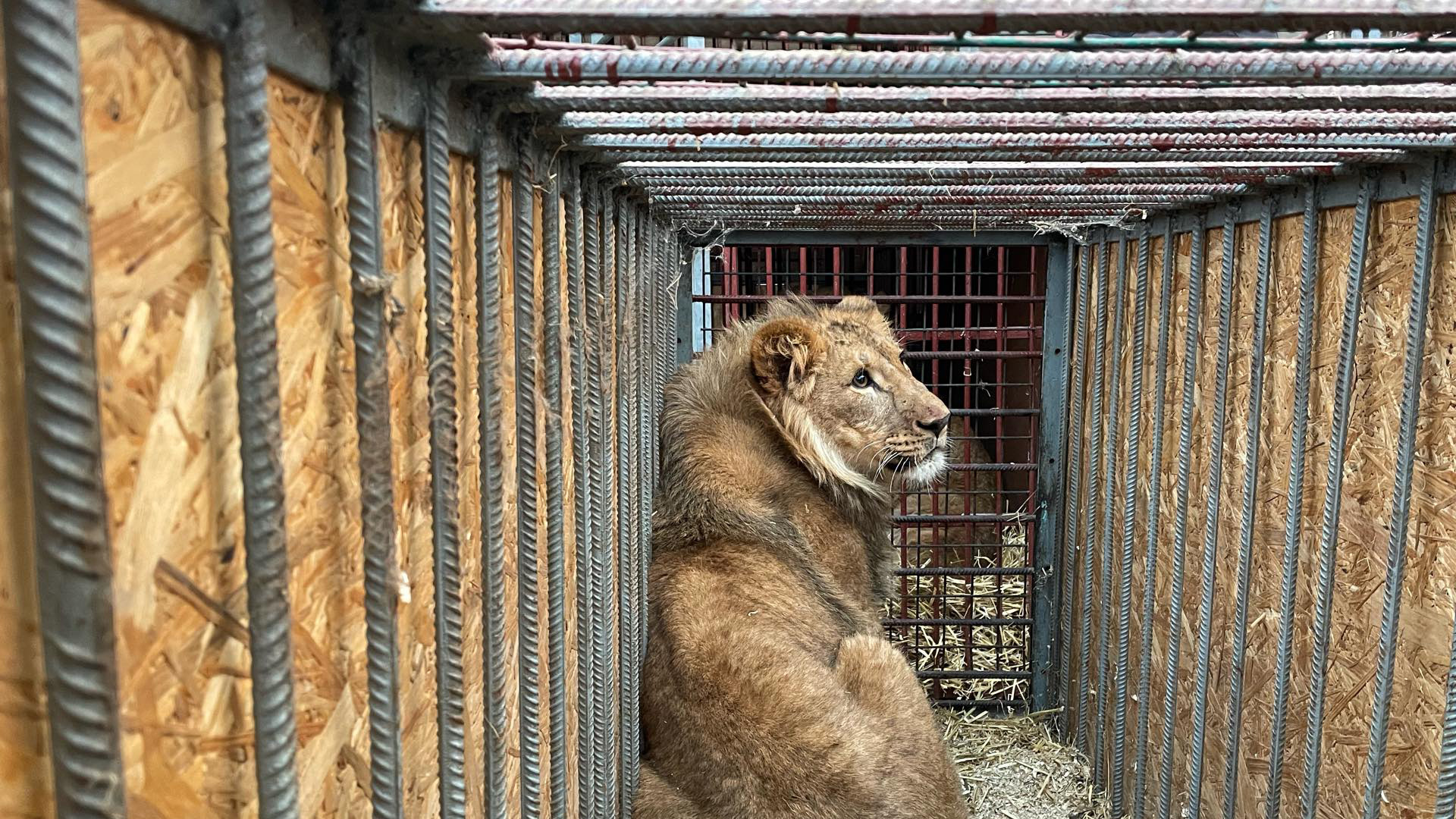 A male lions sits with his back against the wall in a small metal and wood crate