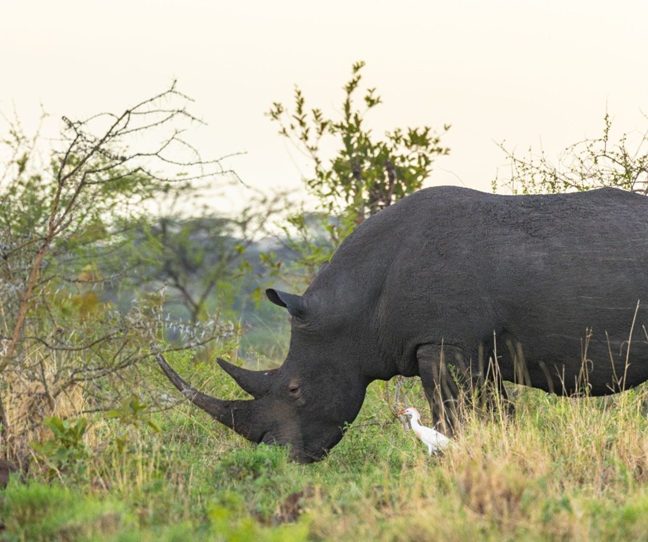 A rhino grazing in the savannah