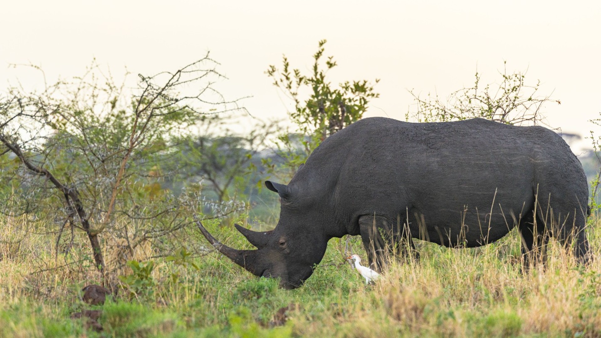 A rhino grazing in the savannah