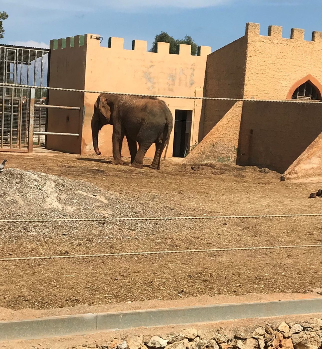 An elephant stands alone in a dusty zoo enclosure