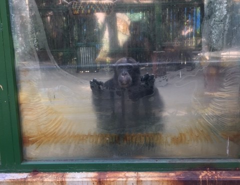 A chimpanzee sits behind dirty glass with their hands touching the glass
