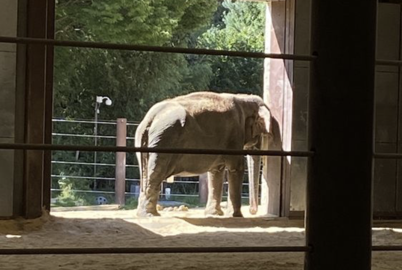 An elephant stands on its own behind the bars of a zoo enclosure