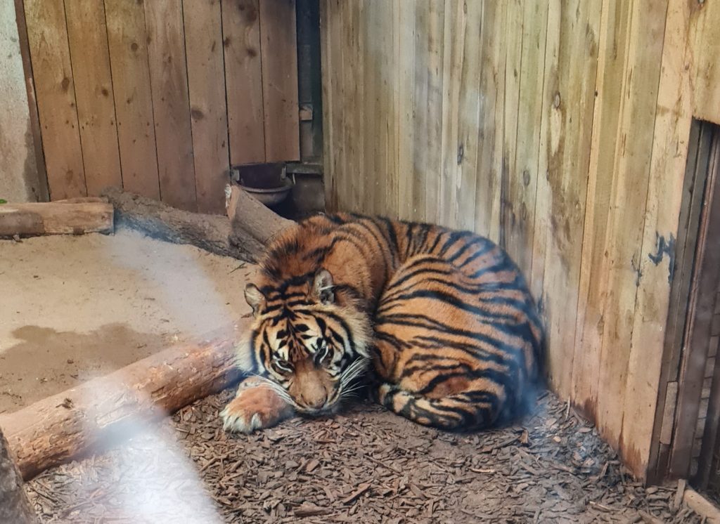 A tiger lies curled in a ball against a wooden fence in a zoo enclosure