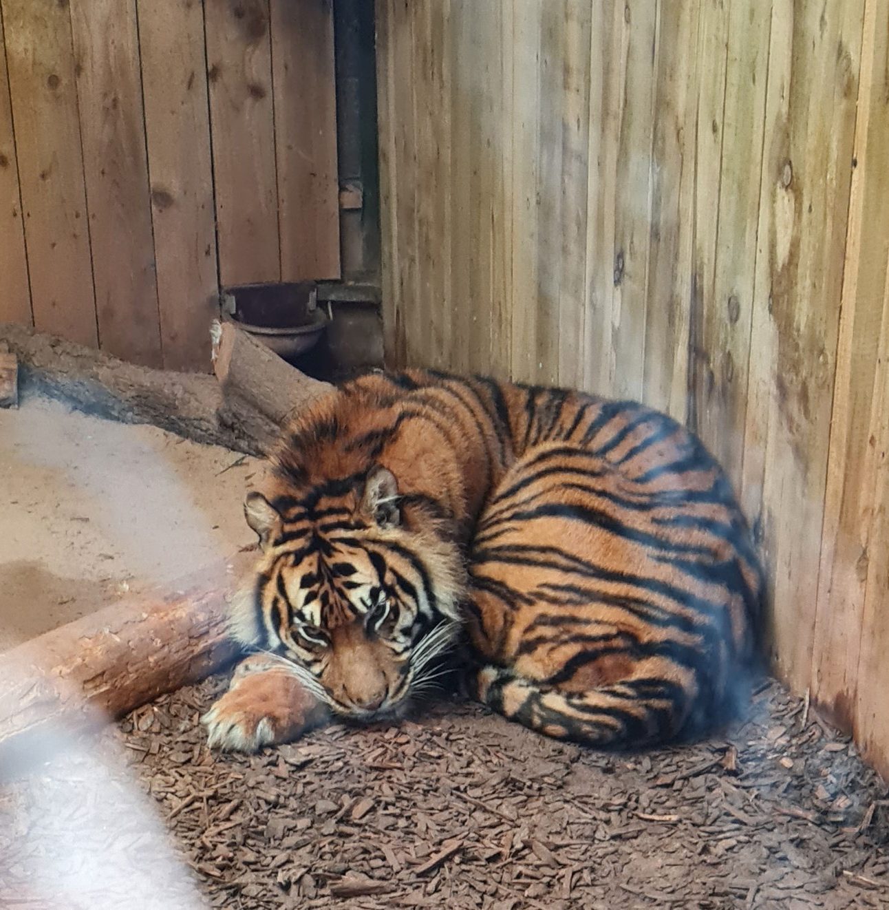 A tiger lies curled in a ball against a wooden fence in a zoo enclosure